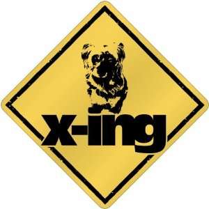  New  Silky Terrier X Ing / Xing  Crossing Dog