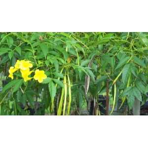  Yellow Elder Tecoma stans Tree Bloom 10 Seeds Patio, Lawn 