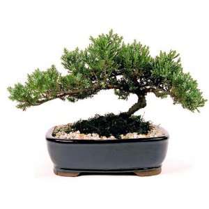 Bonsai Tree   Japanese Juniper 7 9 Year Old, 10 inch Ceramic Container 