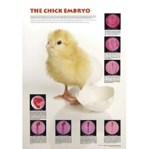 American Educational JPT T17 Chicken Embryo Poster  