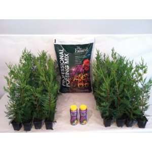  Fast Growing Evergreen    Grow Kit    Leyland Cypress 