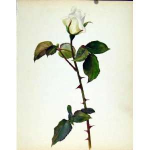  Beautiful Roses By J Kaplick Virgo Old Print C1965