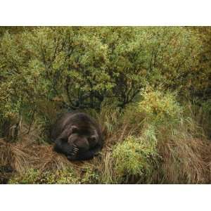  A Grizzly Dozes after Fishing in Katmai National Park 