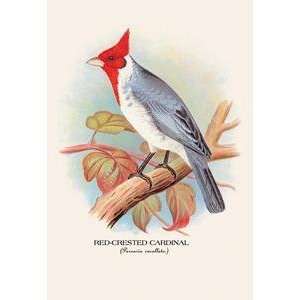  Vintage Art Red Crested Cardinal   05235 x