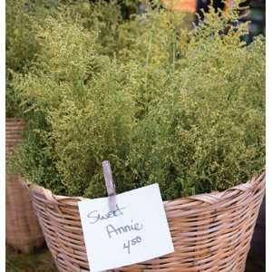   Flower Artemisia Sweet Annie (Artemisia annua) 400 Seeds per Packet