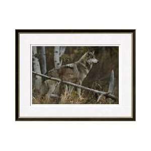  Gray Wolf Sawtooth Mountains Idaho Framed Giclee Print 