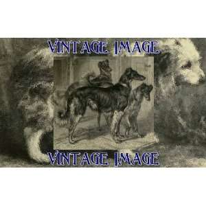   (14 x 10cm) Dogs Siberian Wolfhounds Vintage Image