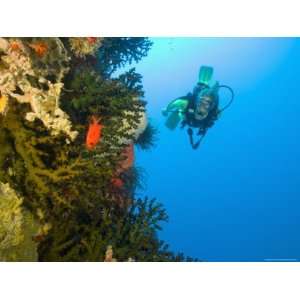 Scuba Diver Swimming into Cave of Tubastrae Coral Formation and 