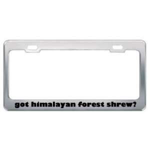 Got Himalayan Forest Shrew? Animals Pets Metal License Plate Frame 