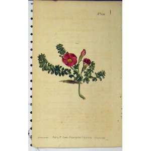   1807 Hand Coloured Flower Curtis Edwards Sansom N.1031