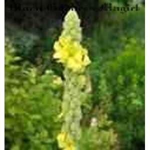 MoOn GoDdEsS MaGiCk~1/2oz. Mullein~HERB~Courage, health~Wicca 