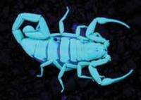51 UV LED Scorpion Detector Hunter Finder Ultra Violet Blacklight 