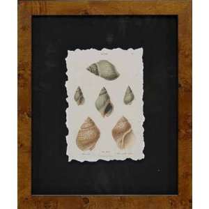  Cawleys Shells I by Unknown Artist