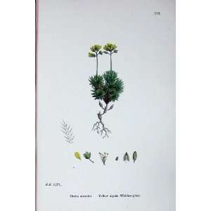   Botany Plants C1902 Yellow Alpine Whitlow Grass Draba