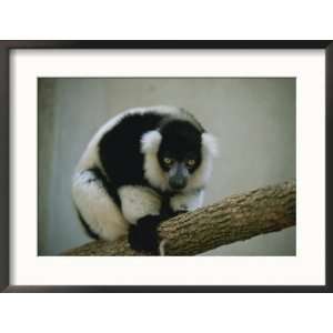  Close view of a black and white ruffed lemur perched on a 