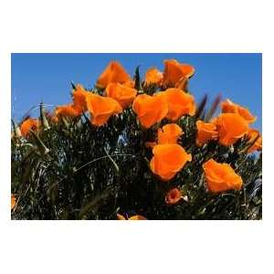  California Poppy Seeds 300mg Pkg Patio, Lawn & Garden