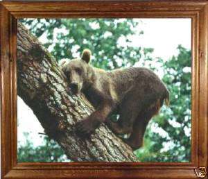 Bear In Tree   Framed Wildlife Art Canvas Giclee Print  