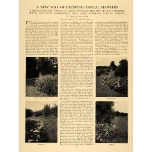 1907 Article McAdam Flower Bed Garden Aster Verbena   Original Print 