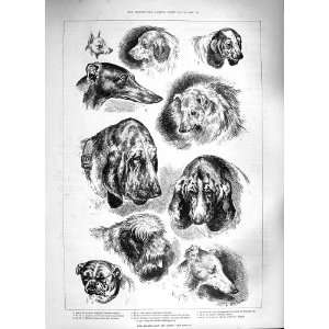  1888 KENNEL CLUB DOG SHOW SPANIELS BLOODHOUND SHEEPDOG 