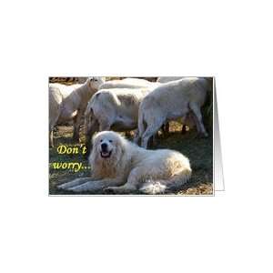 Great Pyrenees guarding sheep Card