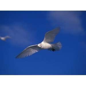 Endangered Ivory Gulls in Flight in a Blue Sky Animal Photographic 