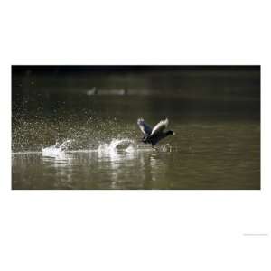  Common Coot, Backlit Coot Running on Water, Hampstead 