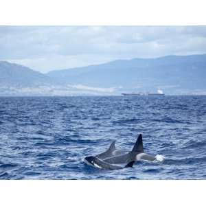  Family of Killer Whales at Surface off Tarifa Coast 