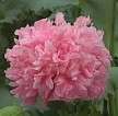 Bombast Rose. Same peony type variety as above but blooms are a 