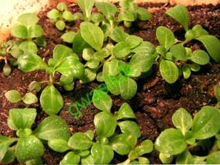 All photos taken frommy plants. I have 10 years experience in stevia 