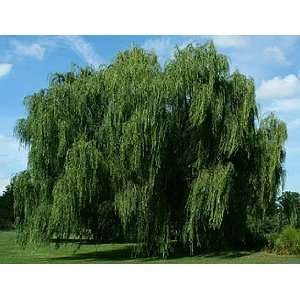  1 Babylonian Weeping Willow 3 4 foot potted tree Patio 