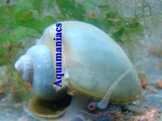 Young Blue Apple snail   ( Pomacea diffusa )   live snails  