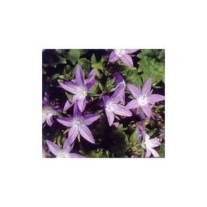  BELLFLOWER BLUE WATERFALL / 1 gallon Potted Patio, Lawn 