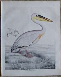 Buch d. Welt Pelican   b471   1843  
