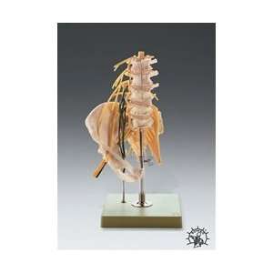  Lumbar Spine With Innervation
