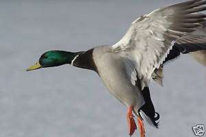 Flying Waterfowl Decoy Reference Photo Cd  