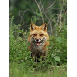  Red Fox (Vulpes Fulva), in Captivity, Sandstone, Minnesota 