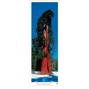  Sequoia National Park National Park 34.5 x 10.75 Unframed 