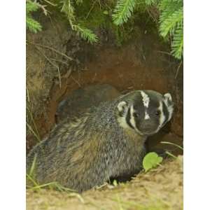  American Badger at its Den Opening, Taxidea Taxus, North 