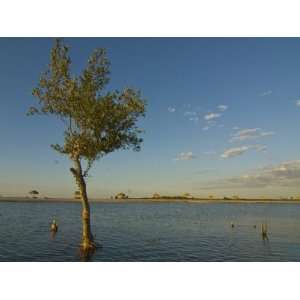 Tree in Salt Water With the Antsanitian Beach Resort in the Distance 