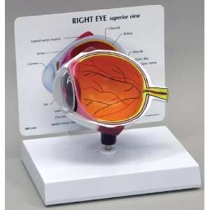 Eye Normal Anatomical Model  Industrial & Scientific