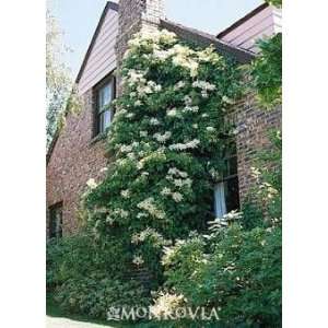  Climbing Hydrangea Two Gallon Plant Patio, Lawn & Garden
