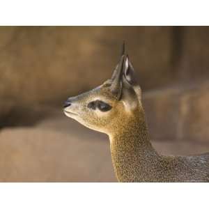  Klipspringer at the Henry Doorly Zoo in Omaha, Nebraska 