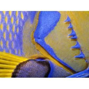  Queen Angelfish Close Up of Gills and Pectoral Fin 