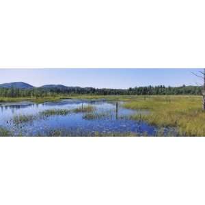  Heron Marsh in a Forest, Adirondack State Park, Adirondack 