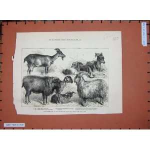  Goats Alexandra Palace Show Angora Animals Kids 1880
