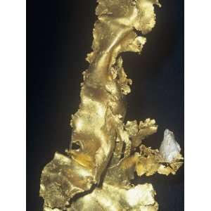  Native Gold (Au) from the Historic Central California Gold 