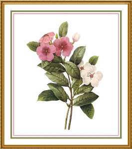 Pierre Redoute Flower Illustration of Periwinkle Counted Cross Stitch 