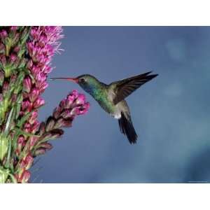  Hummingbird (Cynanthus Latirostris) Az, USA Madera Canyon, Arizona 