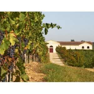 Vineyards, Petit Verdot Vines and Winery, Chateau De La Tour, Bordeaux 