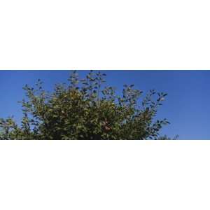  Close Up of Plum Trees in an Orchard, Gilroy, California 